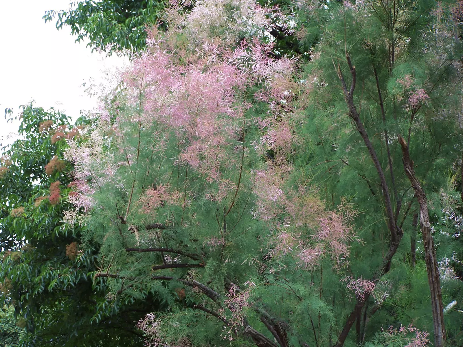 NonNative Tree Sucking up Water in Southwest Fluence