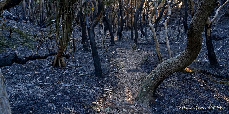 Incêndios Florestais e Abastecimentos de Água na Austrália
