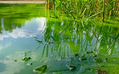 Controlling Odor and Algae With Aeration