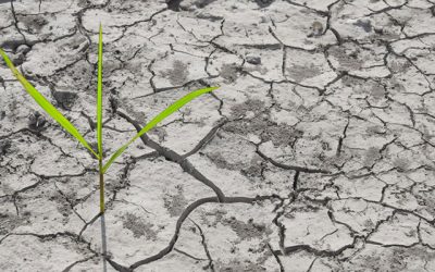 Water Scarcity Is Putting Global Food Production at Risk