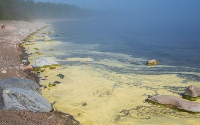 Study: Climate Change to Bring More Toxic Algal Blooms