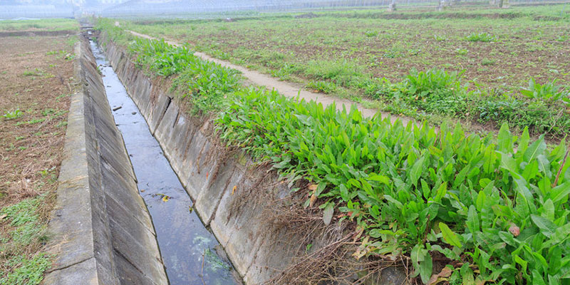 Ditch Draining an Agricultural Field