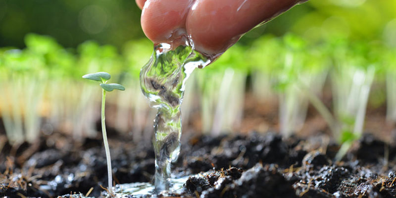 Farmer Watering Seedlings