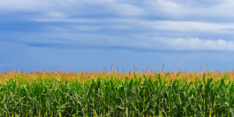 Corn Field in U.S. Midwest