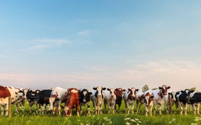Waste-to-Energy Solutions Improve Sustainability in the Dairy Industry