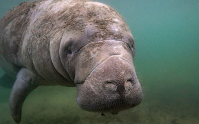 Help Is on the Way for Florida’s Manatees