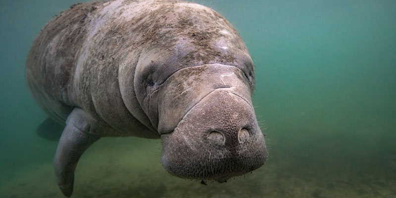 A Manatee Floats Underwater
