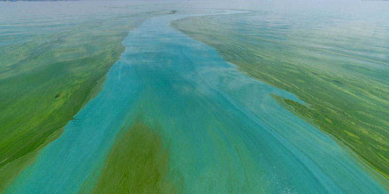 Body of Water Polluted by Blue-Green Algae