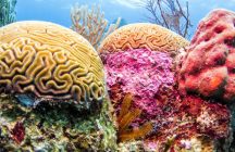 Arrecife de coral bajo el agua en Belice