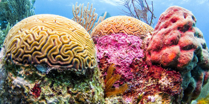 Arrecife de coral bajo el agua en Belice