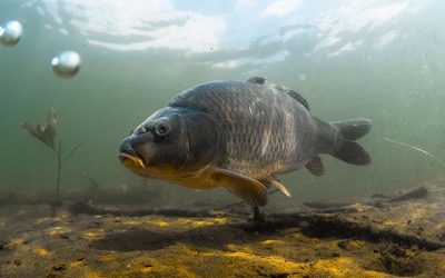 Los contaminantes del agua feminizan a los peces machos
