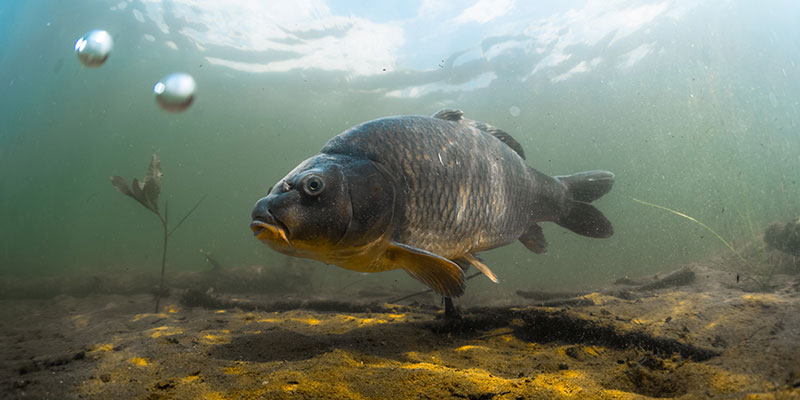 Foto de pez carpa bajo el agua