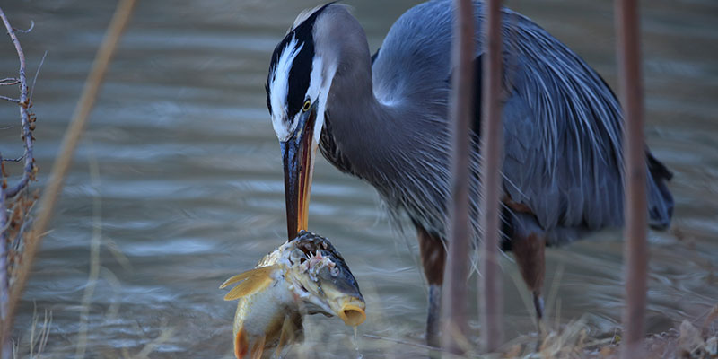 Great Blue Heron Eats Fish in Waterway