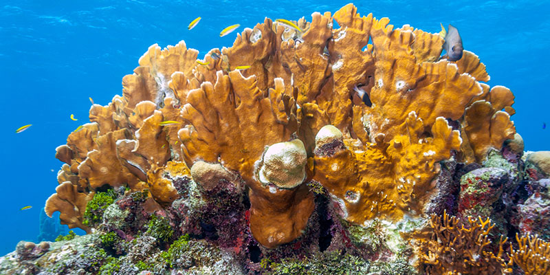 Coral Reef Off Coast of Island of Roatan, Honduras