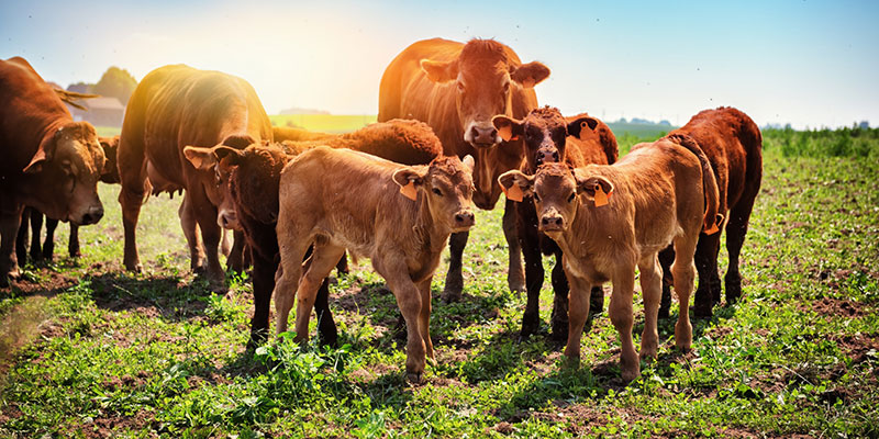 Cows and Calves on a Dairy Farm