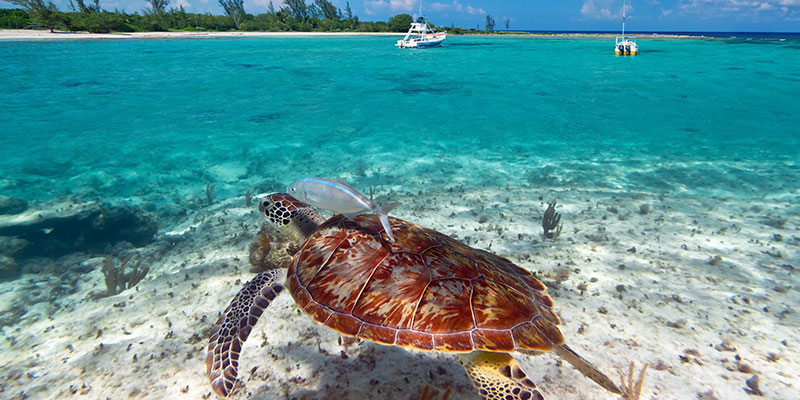 Turtle in Caribbean Sea of Mexico with Boat in Background