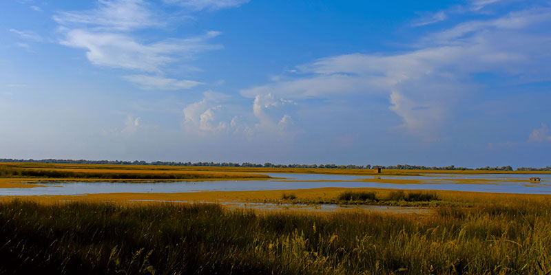 A Coastal Salt Marsh