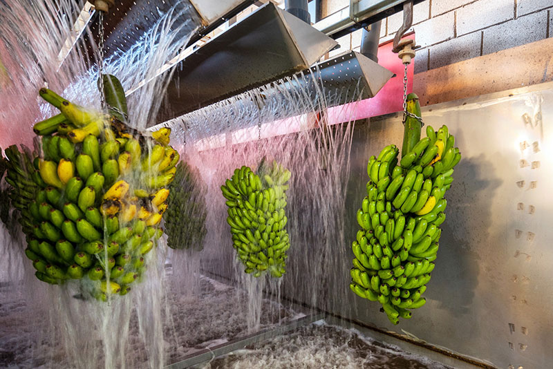 Banana Bunches Being Washed at Food Processing Facility
