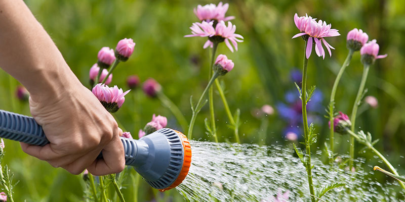 Person Uses a Hose to Water a Flower Garden