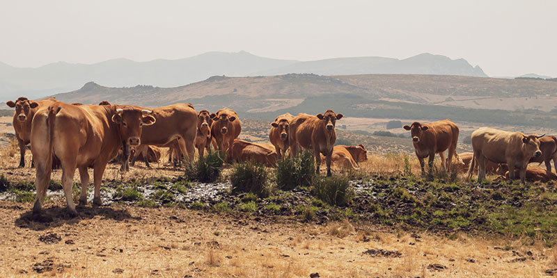 Brown-colored Beef Cattle Surround a Pond