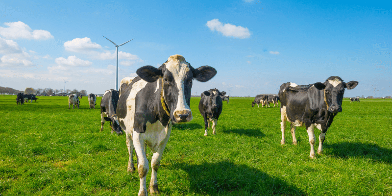 Dairy Cows in Green Field With Anaerobic Digestion Plant
